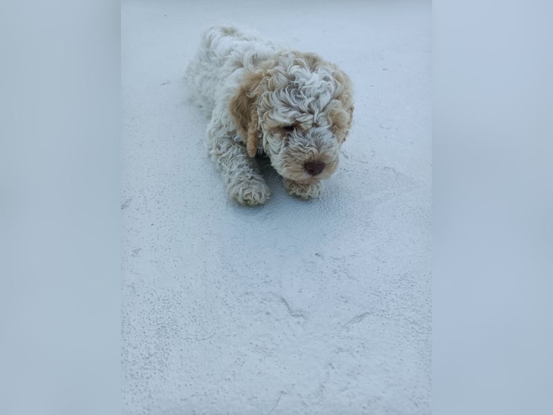 Lagotto Romagnolo