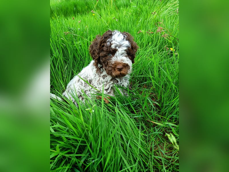 Welpen Lagotto Romagnolo