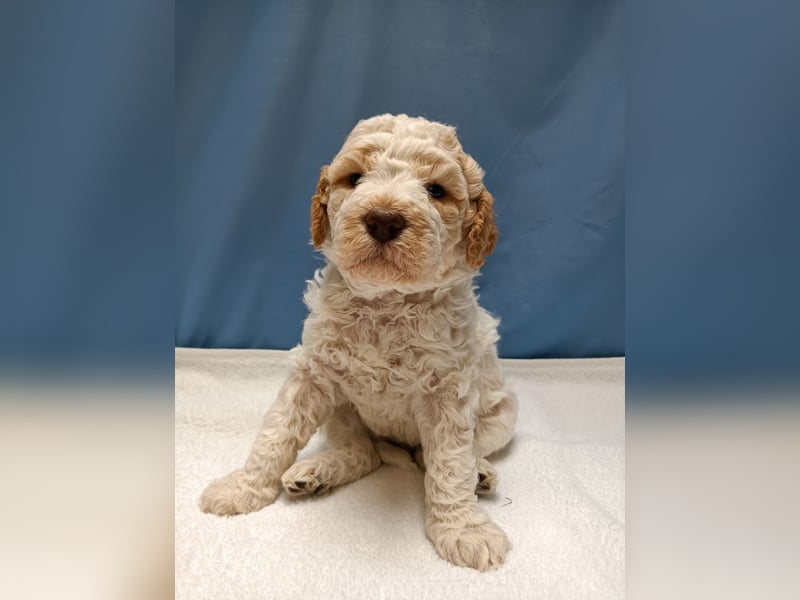 Welpen Lagotto Romagnolo