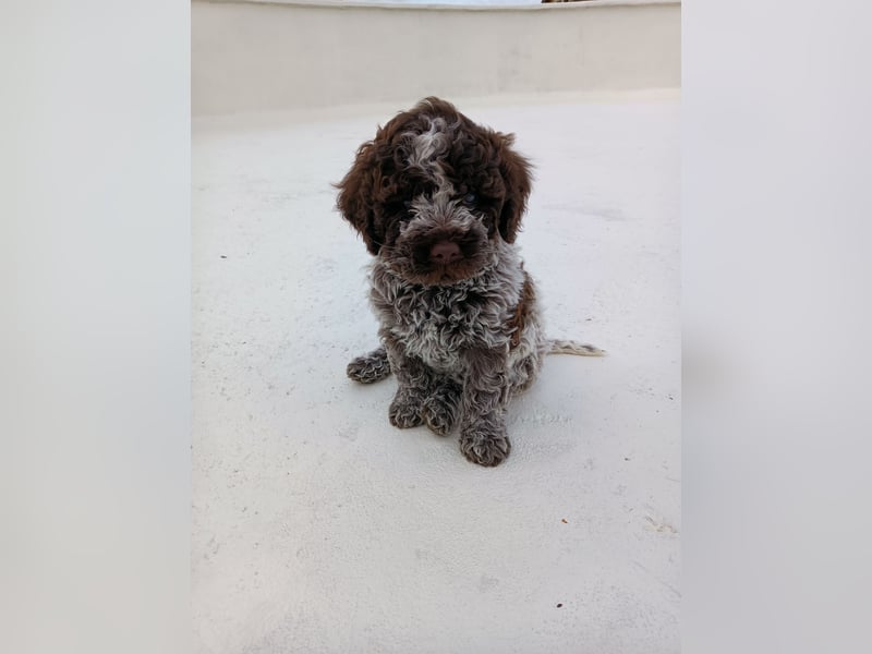 Lagotto Romagnolo