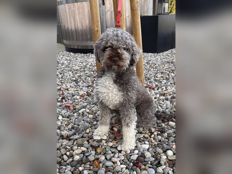 Lagotto romagnolo Welpen