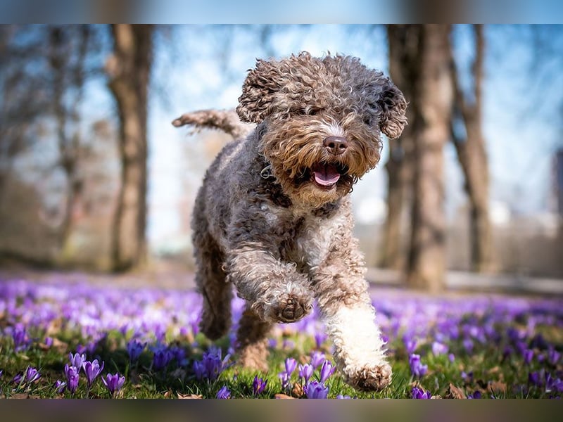 Lagotto romagnolo Welpen