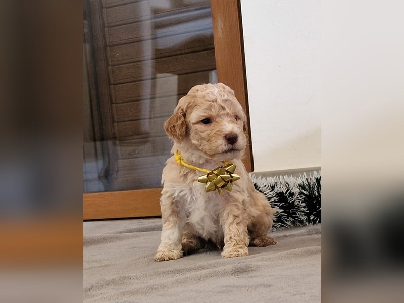 Lagotto Romagnolo ULTIMO CUCCIOLO
