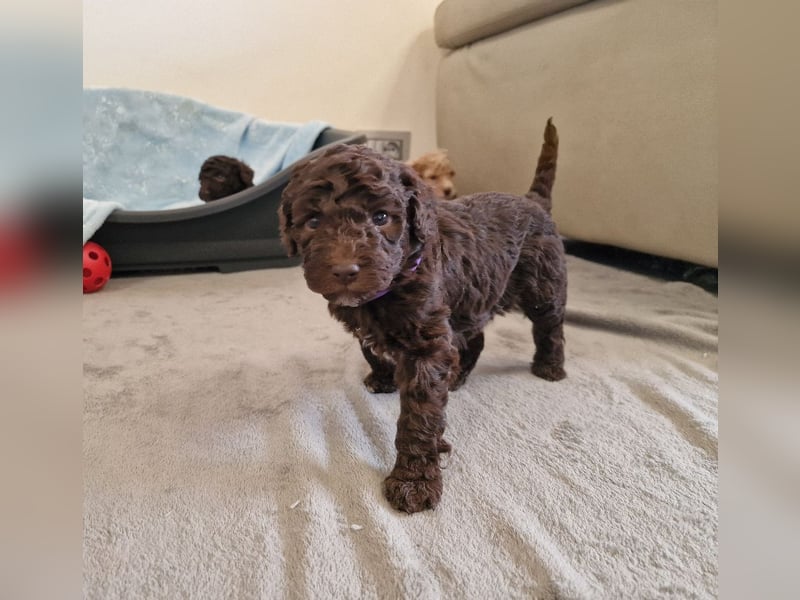 Lagotto Romagnolo ULTIMO CUCCIOLO