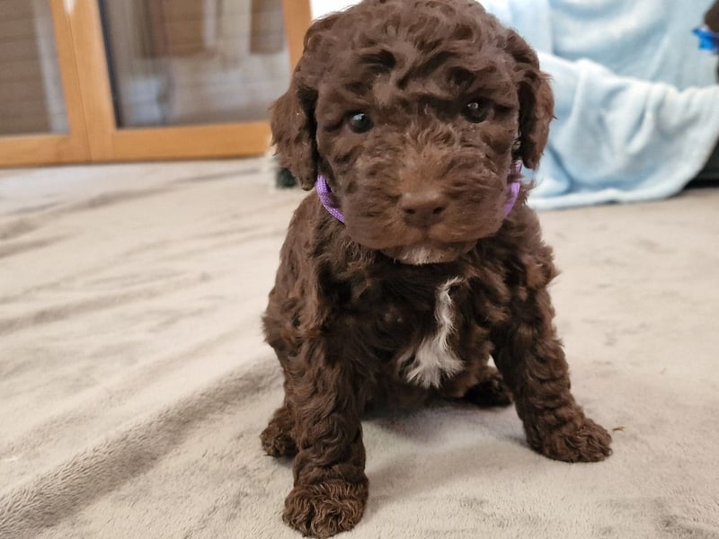 Lagotto Romagnolo ULTIMO CUCCIOLO