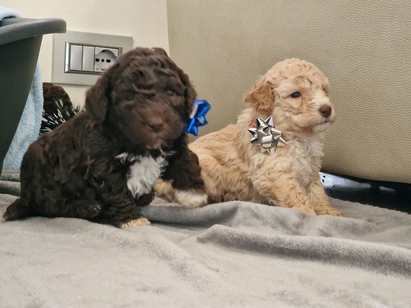 Lagotto Romagnolo ULTIMO CUCCIOLO