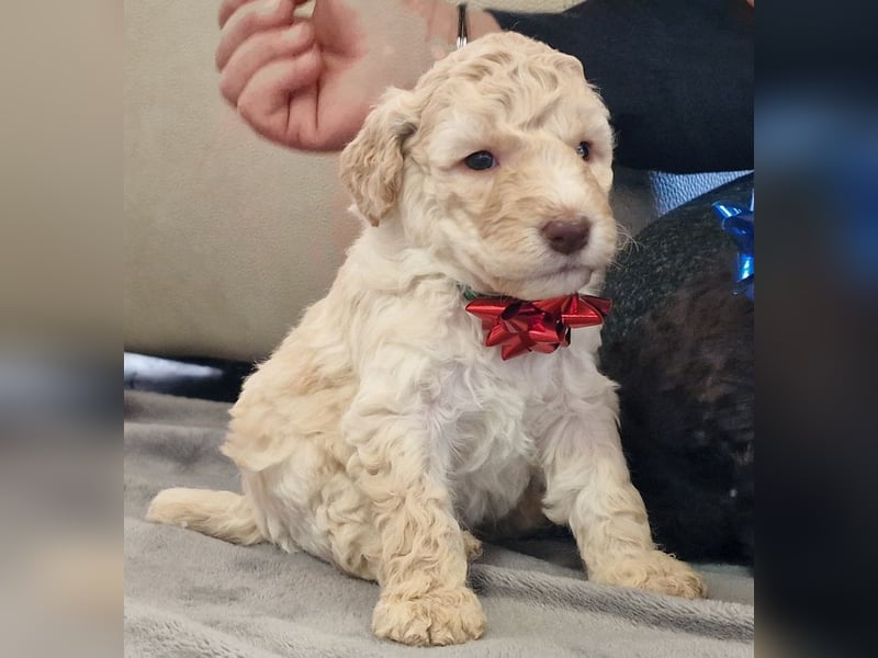 Lagotto Romagnolo ULTIMO CUCCIOLO
