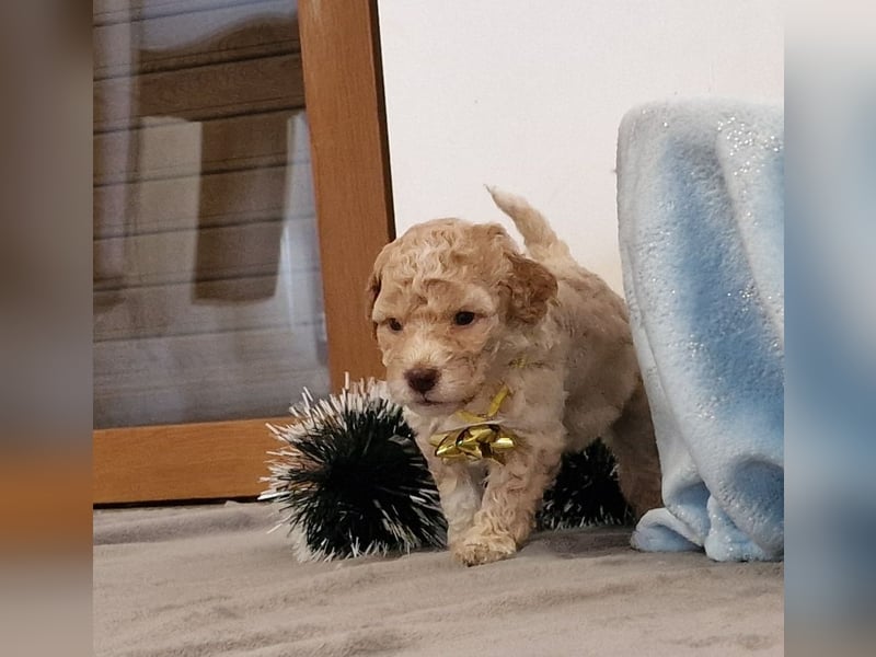 Lagotto Romagnolo ULTIMO CUCCIOLO