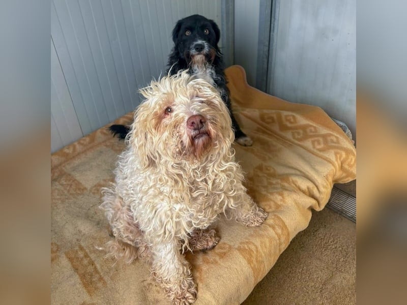 Dea - Wer gibt dieser Kuschelmaus ein Zuhause?