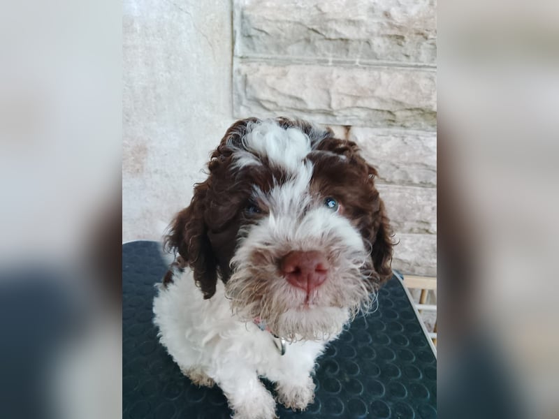 Lagotto Romagnolo Welpen