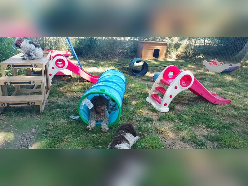 Lagotto Romagnolo Welpen