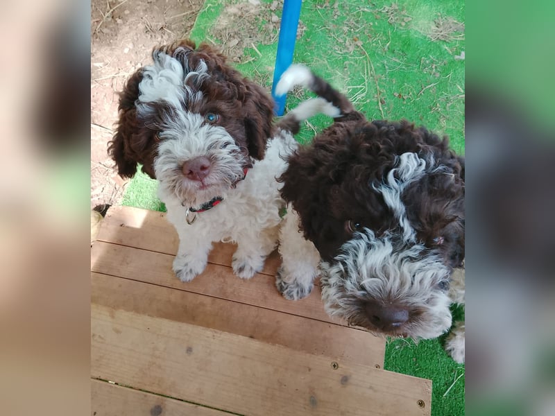 Lagotto Romagnolo Welpen