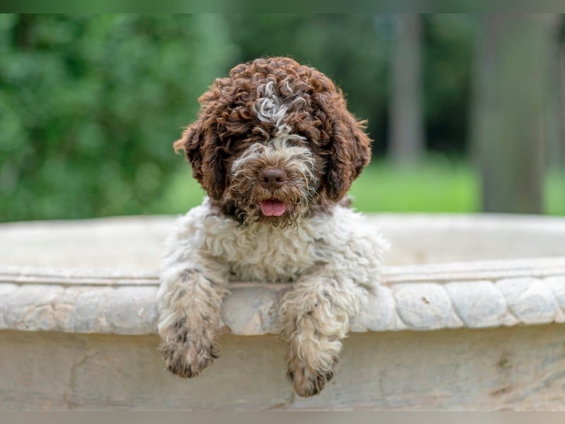Lagotto Romagnolo Welpen
