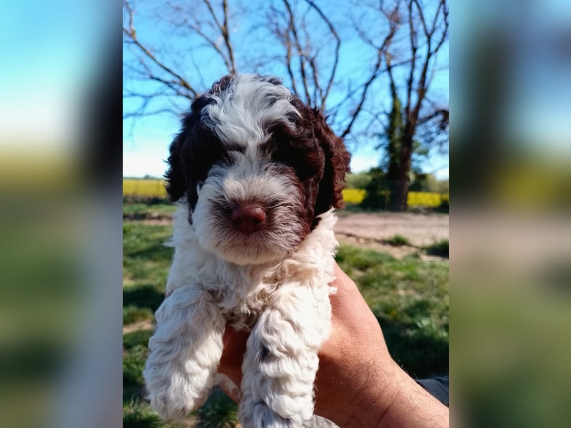 Lagotto Romagnolo Welpen