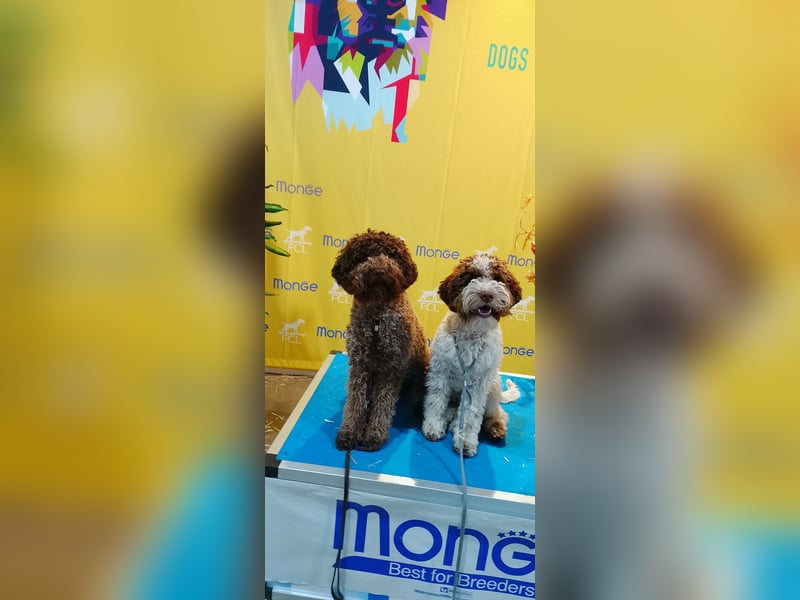 Lagotto Romagnolo Welpen