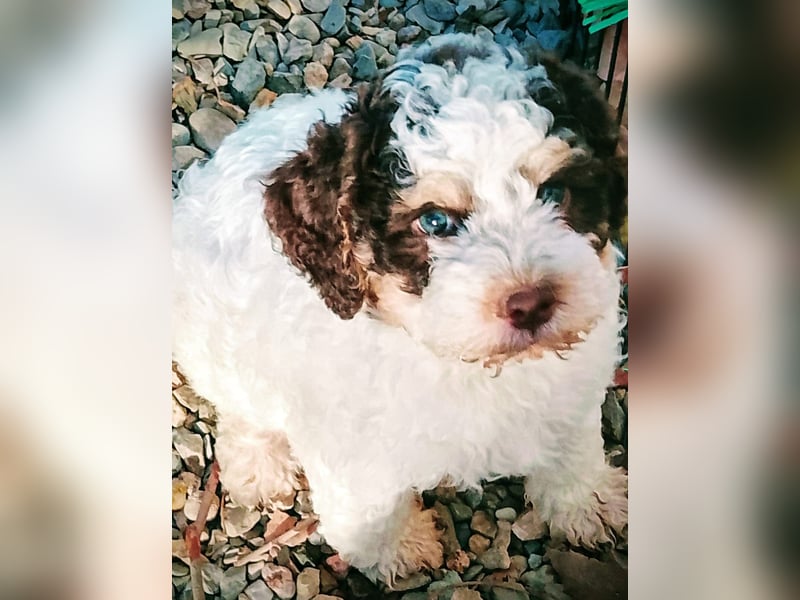 Lagotto Romagnolo Welpen