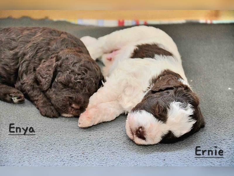 Lagotto Romagnolo Welpen mit LRWD e.V./ VDH Papieren
