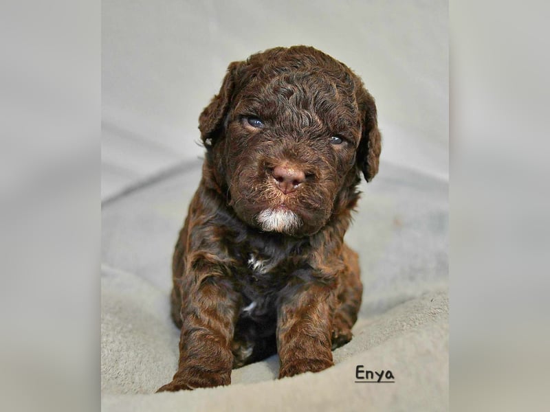 Lagotto Romagnolo Welpen mit LRWD e.V./ VDH Papieren
