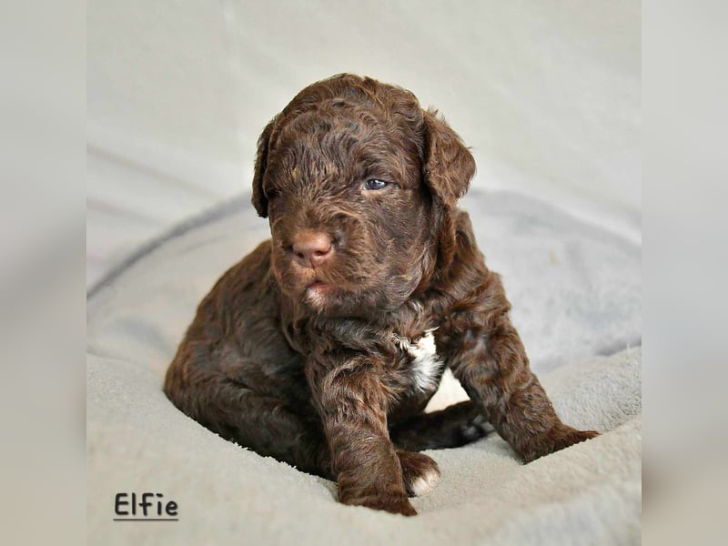 Lagotto Romagnolo Welpen mit LRWD e.V./ VDH Papieren