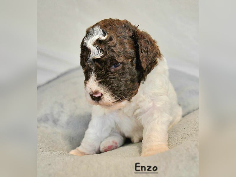 Lagotto Romagnolo Welpen mit LRWD e.V./ VDH Papieren