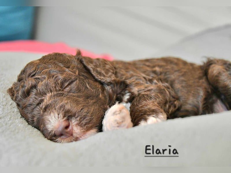 Lagotto Romagnolo Welpen mit LRWD e.V./ VDH Papieren