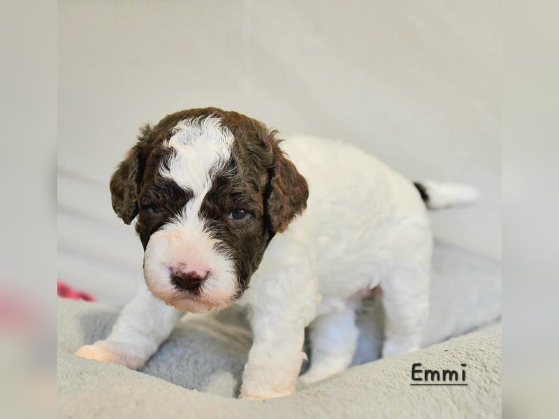 Lagotto Romagnolo Welpen mit LRWD e.V./ VDH Papieren