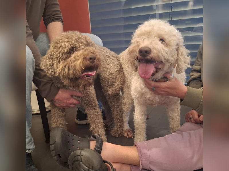 Lagotto Romagnolo Welpen mit LRWD e.V./ VDH Papieren