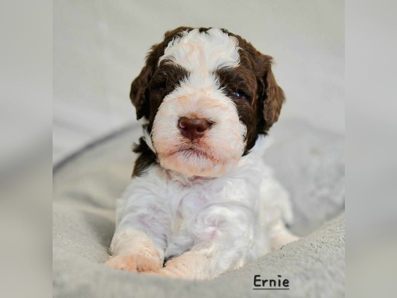 Lagotto Romagnolo Welpen mit LRWD e.V./ VDH Papieren