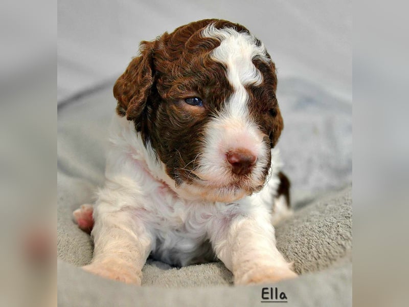 Lagotto Romagnolo Welpen mit LRWD e.V./ VDH Papieren