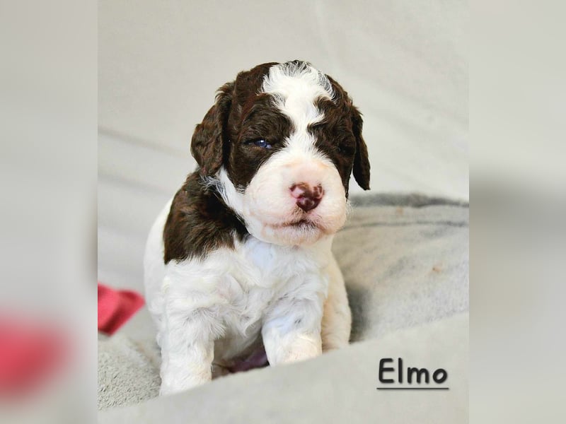 Lagotto Romagnolo Welpen mit LRWD e.V./ VDH Papieren