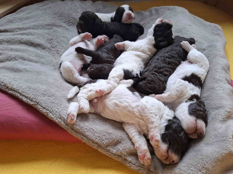 Lagotto Romagnolo Welpen mit LRWD e.V./ VDH Papieren