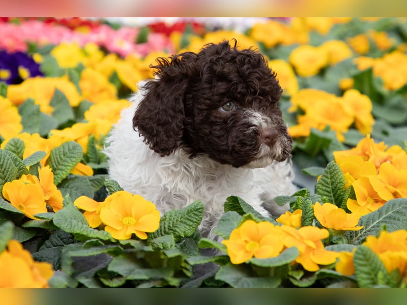 Lagotto Romagnolo Welpen, 6 Welpen suchen ein Zuhause