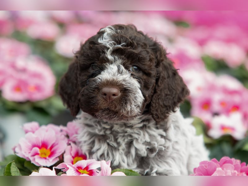 Lagotto Romagnolo Welpen, 6 Welpen suchen ein Zuhause
