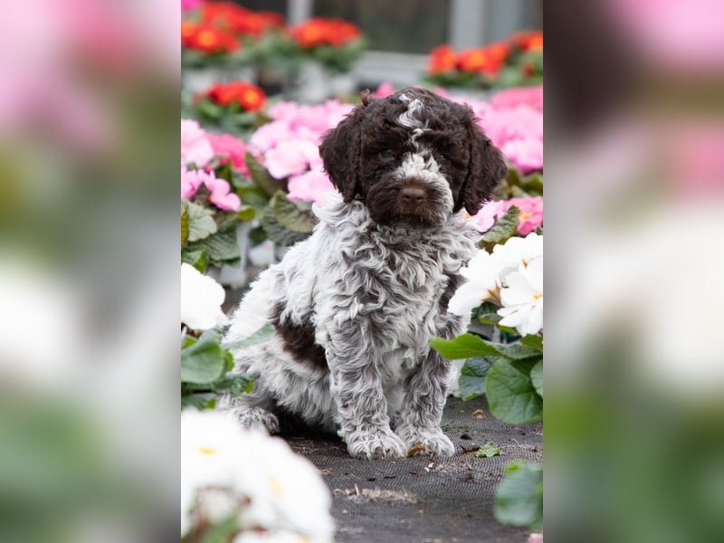 Lagotto Romagnolo Welpen, 6 Welpen suchen ein Zuhause