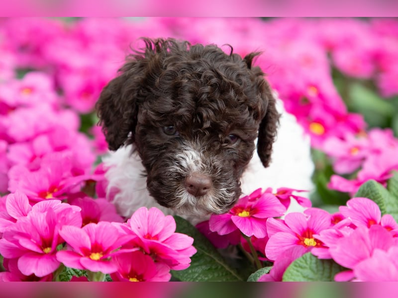 Lagotto Romagnolo Welpen, 6 Welpen suchen ein Zuhause