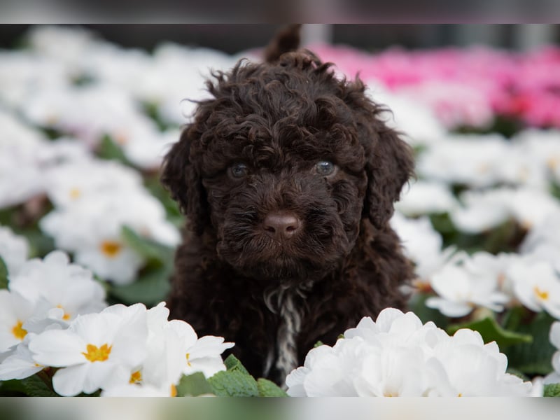 Lagotto Romagnolo Welpen, 6 Welpen suchen ein Zuhause