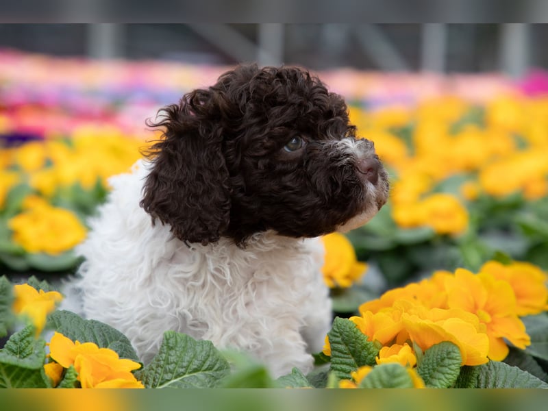 Lagotto Romagnolo Welpen, 6 Welpen suchen ein Zuhause