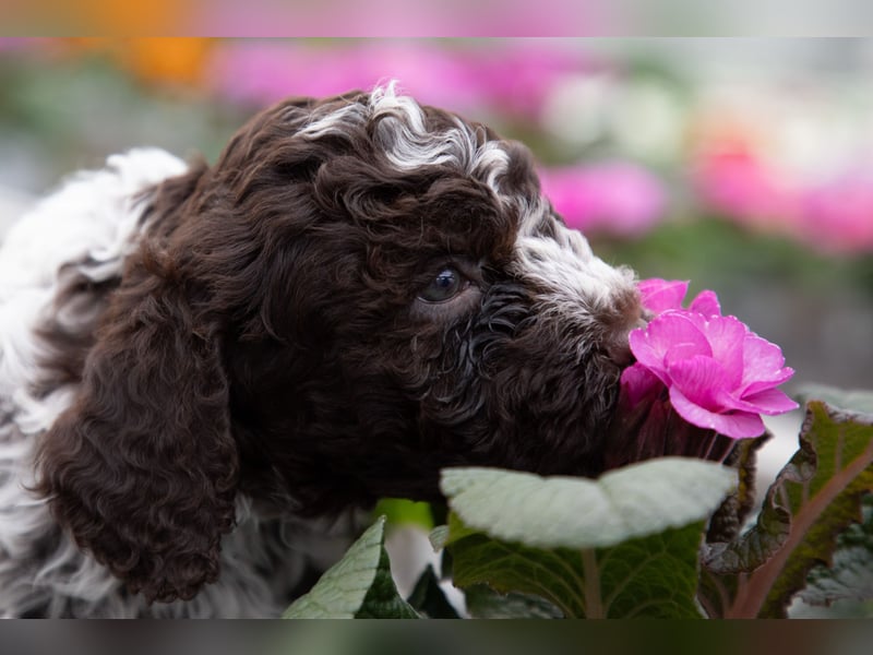 Lagotto Romagnolo Welpen, 6 Welpen suchen ein Zuhause