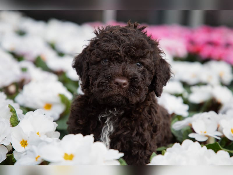 Lagotto Romagnolo Welpen, 6 Welpen suchen ein Zuhause