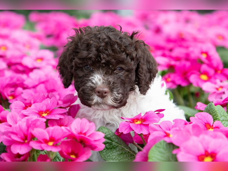 Lagotto Romagnolo Welpen, 6 Welpen suchen ein Zuhause
