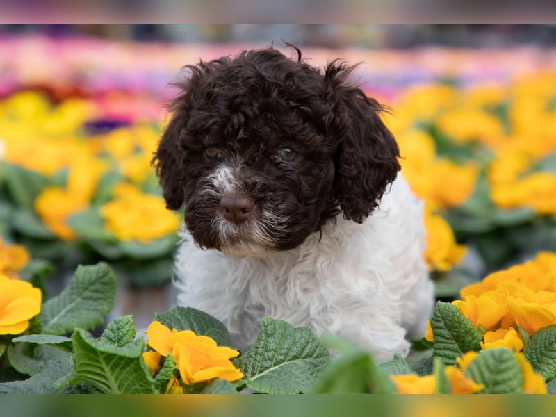 Lagotto Romagnolo Welpen, 6 Welpen suchen ein Zuhause
