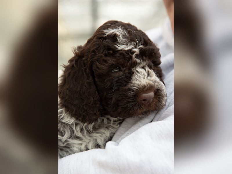 Lagotto Romagnolo Welpen, 6 Welpen suchen ein Zuhause