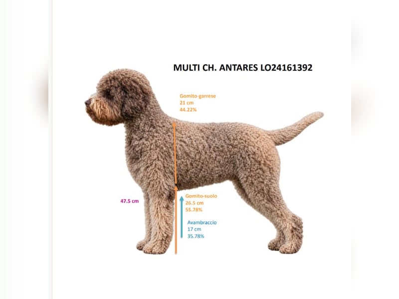 Deckrüde ANTARES Lagotto Romagnolo