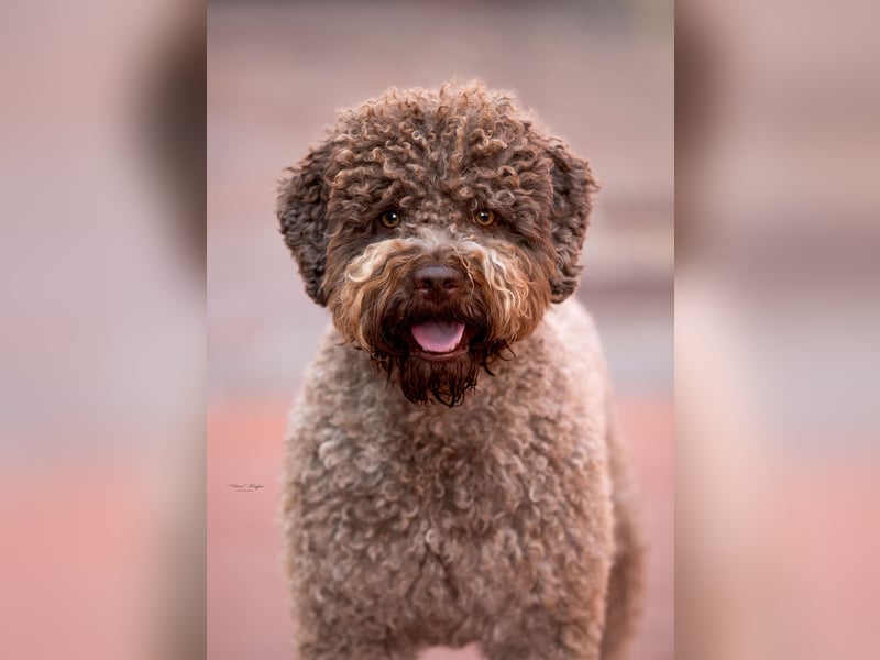 Deckrüde ANTARES Lagotto Romagnolo