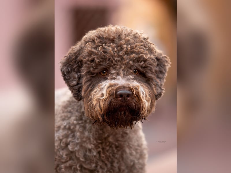 Deckrüde ANTARES Lagotto Romagnolo