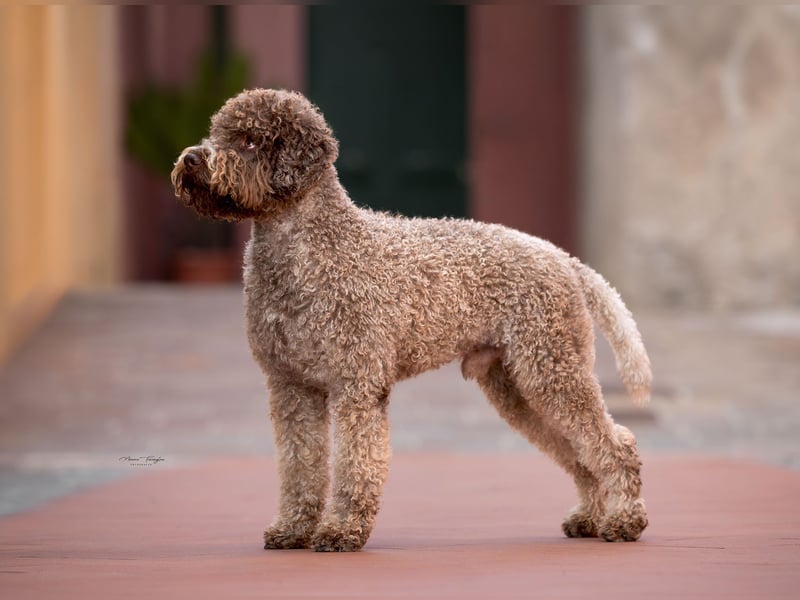 Deckrüde ANTARES Lagotto Romagnolo