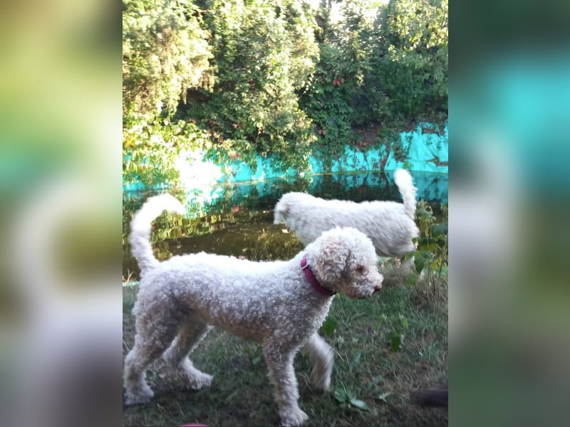 Lagotto Romagnolo 18 Monate FCI