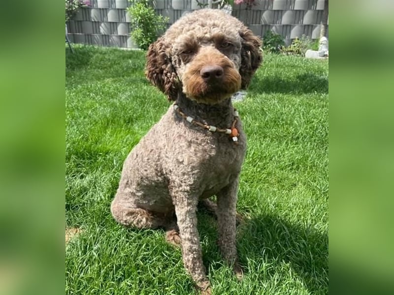 Lagotto Romagnolo italienischer Wasserhund