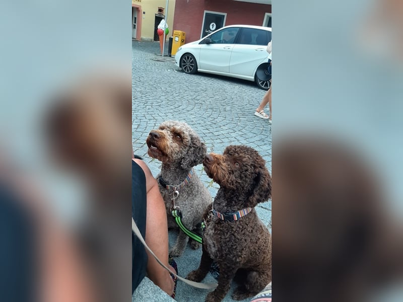 Lagotto Romagnolo italienischer Wasserhund