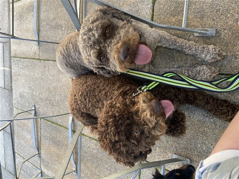 Lagotto Romagnolo italienischer Wasserhund